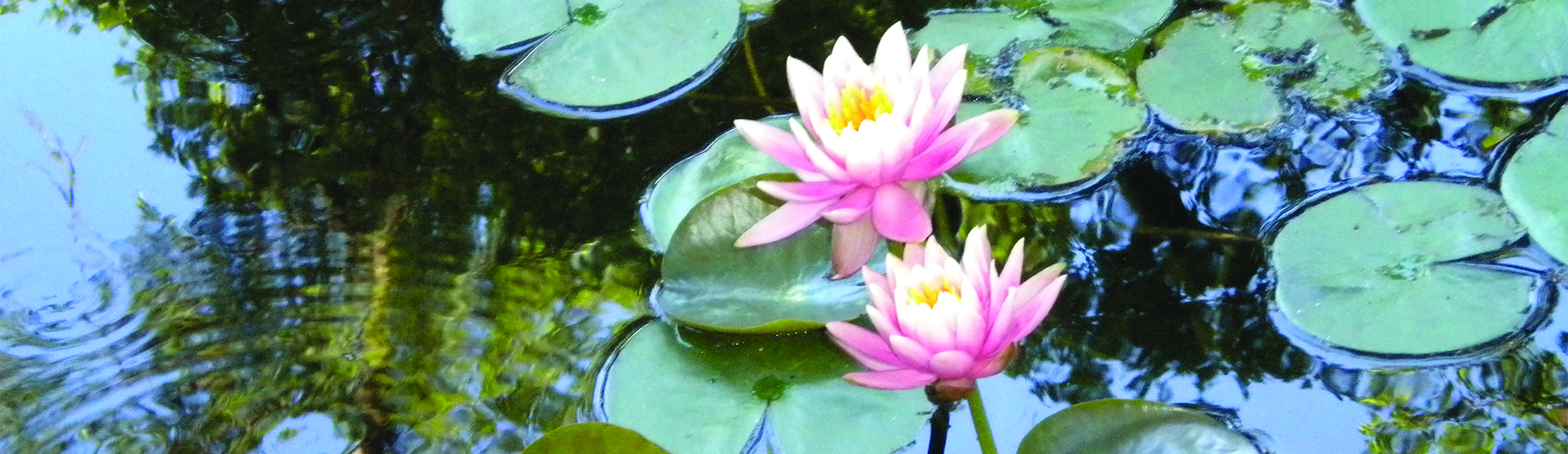 Waterlilies Banner